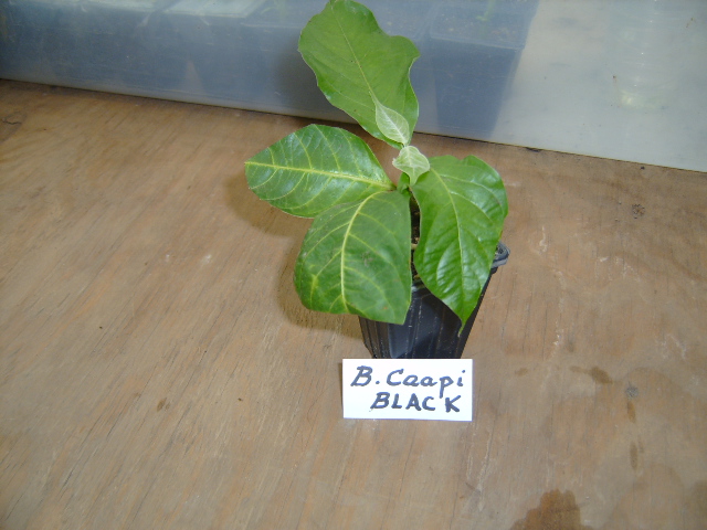 Banisteriopsis Caapi Black Strain Plant